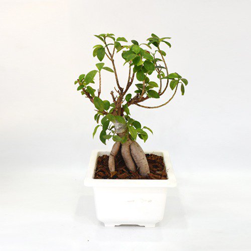 Green Indoor Ficus Bonsai Live Plant In White Ceramic Pot For Home & Office Decor