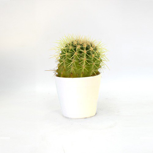 Cactus Roseoluteus Ball Cactus With Little Plastic Pot