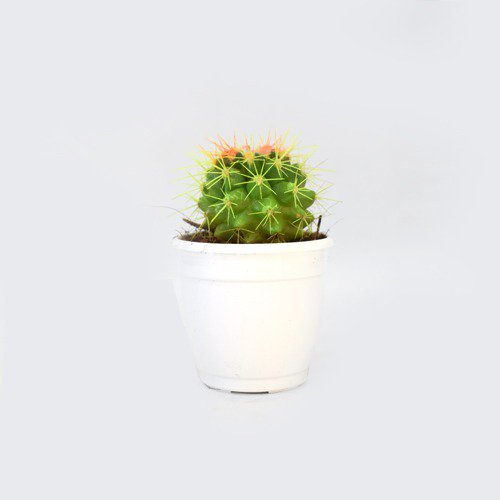 Cactus Painted | Plants For Decor | Decor | Plants | Indoor Plants