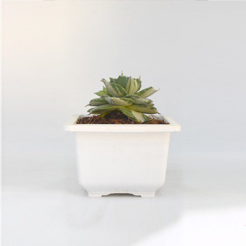 Small Succulent Plant | Plants For Decor
