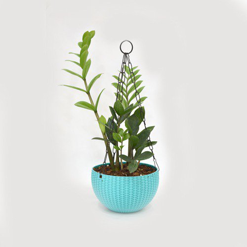 Zamia Hanging Plant | Hanging Plant Pot - Decorative Items For Home, Gift, Living Room, Bedroom, Balcony, Office