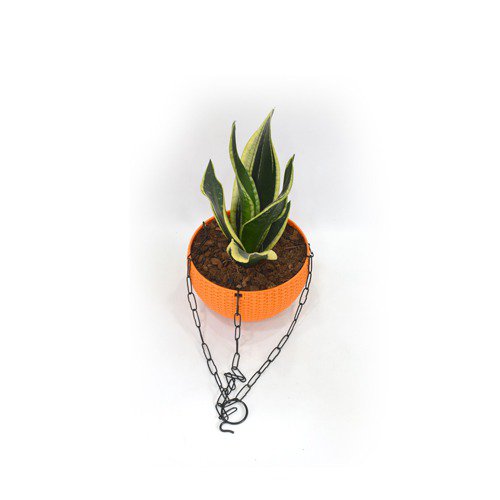 Snake Plant Hanging | Air Purifying Snake Plant (Sansevieria Golden) with Hanging Pot