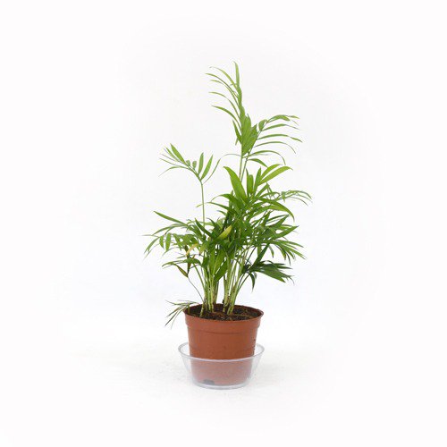 Bamboo Palm Plant | Green Air Purifying Live Bamboo Palm Plant For Home & Indoors