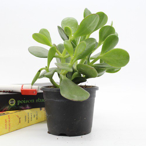 Crassula Ovata Plant (Good Luck Vastu Plant) | Lucky Plant Jade Plant Crassula ovata, Friendship Tree, Indoor Green Live Table Plant