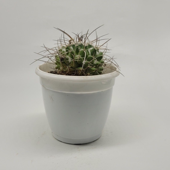 Mammillaria Compressa with a Plastic Pot