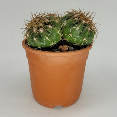 Melocactus Broadwayi Clum | Flowering Cactus
