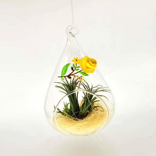 Tillandsia Plant | Air Plant with a glass hanging vase