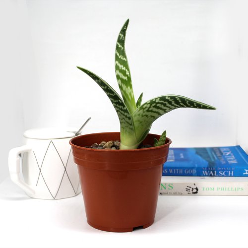 Succulent plant for Home Decor