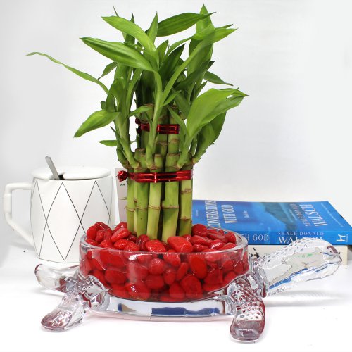 Lucky Bamboo With Turtle Glass Pot and Red Pebbles