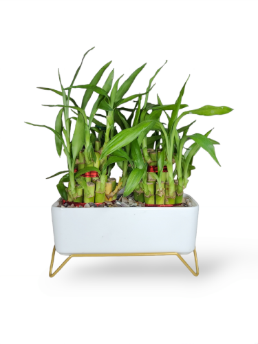Two 2 layer bamboo plants with white ceramic planter with a stand