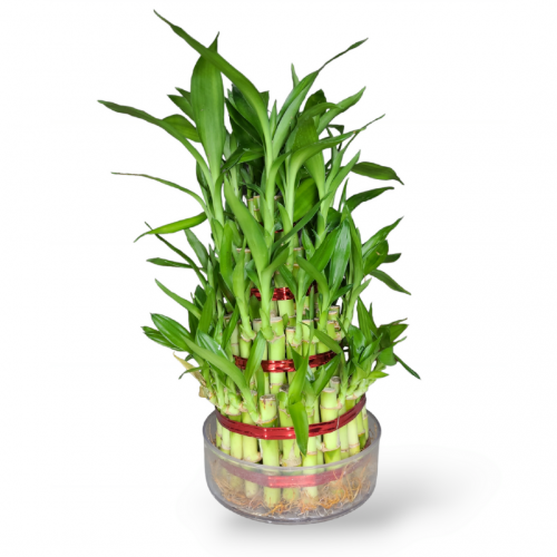 4 Layer Bamboo plant in Medium Size