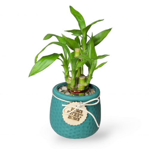 Small 2 layer bamboo plant with teal colored ceramic pot