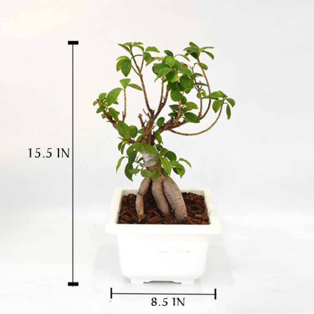 Green Indoor Ficus Bonsai Live Plant In White Ceramic Pot For Home & Office Decor