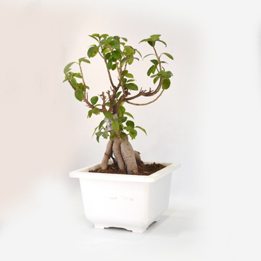 Green Indoor Ficus Bonsai Live Plant In White Ceramic Pot For Home & Office Decor