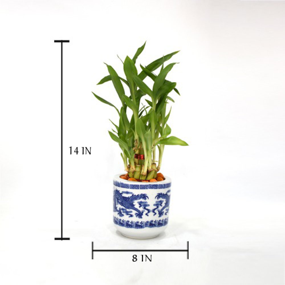 Lucky Bamboo Plant | Lucky Bamboo plant with Big Round Glass Pot