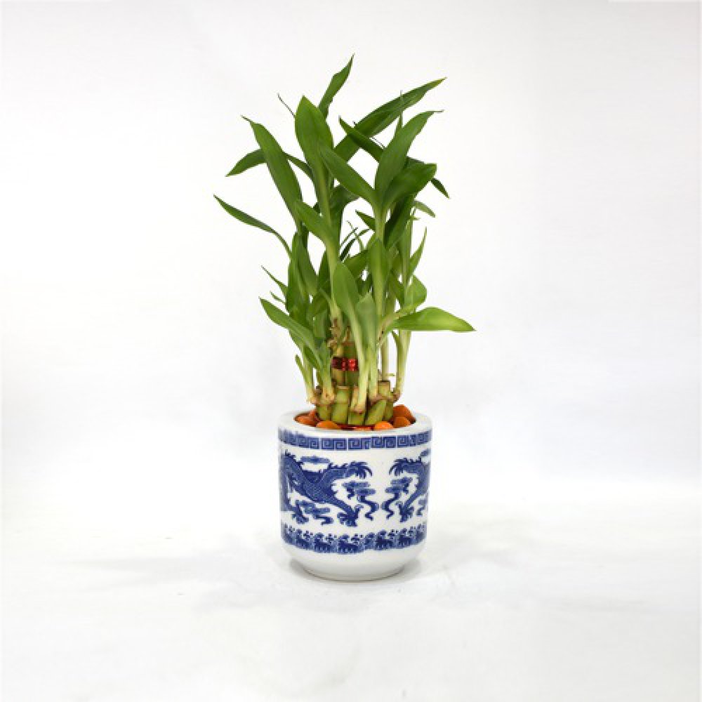 Lucky Bamboo Plant | Lucky Bamboo plant with Big Round Glass Pot