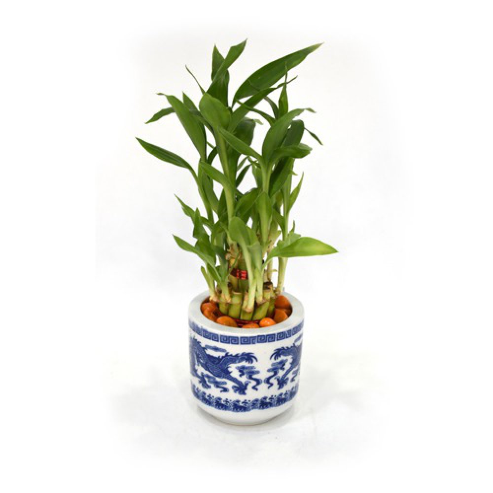 Lucky Bamboo Plant | Lucky Bamboo plant with Big Round Glass Pot