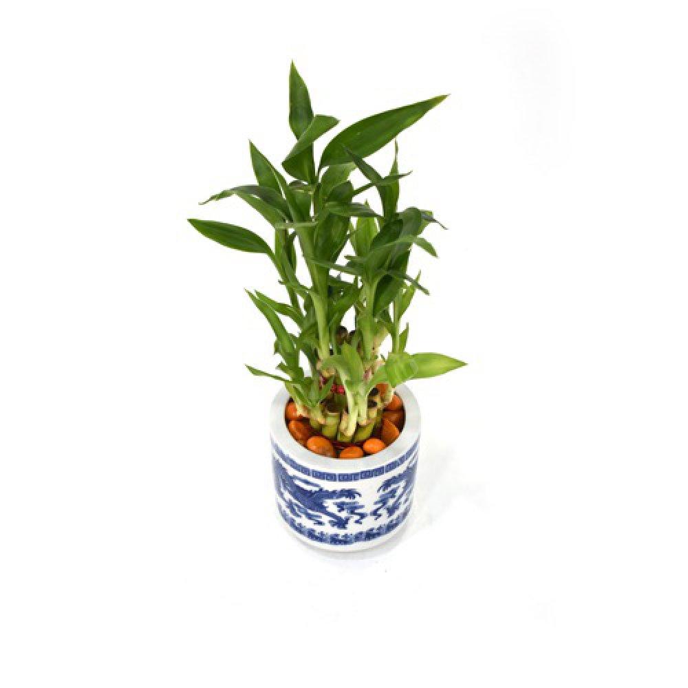 Lucky Bamboo Plant | Lucky Bamboo plant with Big Round Glass Pot