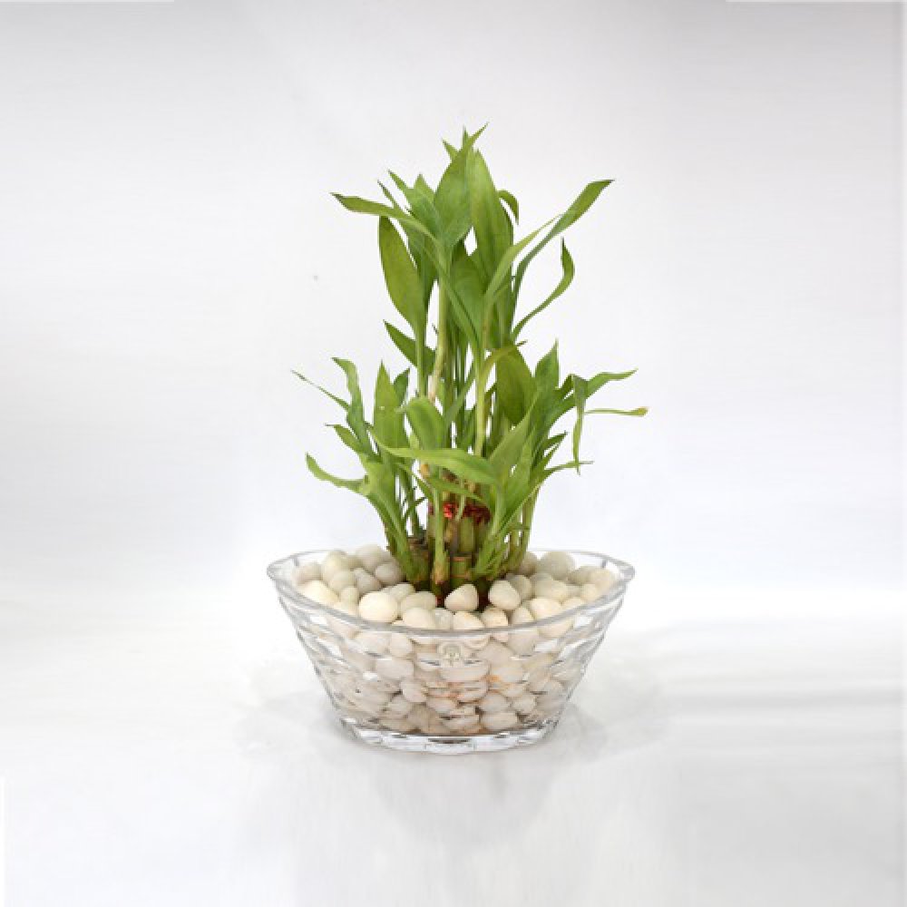 Lucky Bamboo Plant | 2 layer Lucky Bamboo Plant In Round Glass Jar/Bamboo/Indoor/Outdoor/living