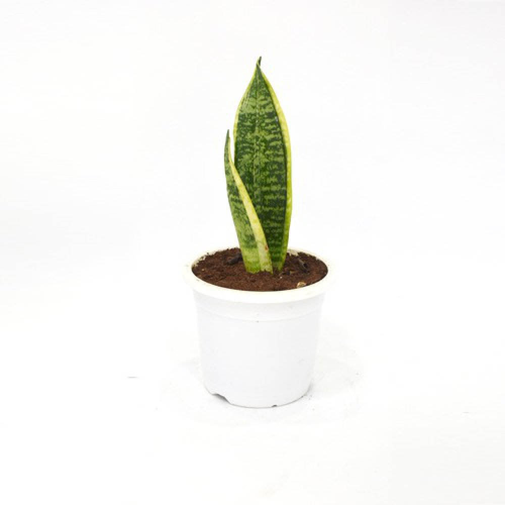 Sansevieria Green | Snake Air Purifier Plant | Indoor Plant | Snake Indoor Air Purifying Plant