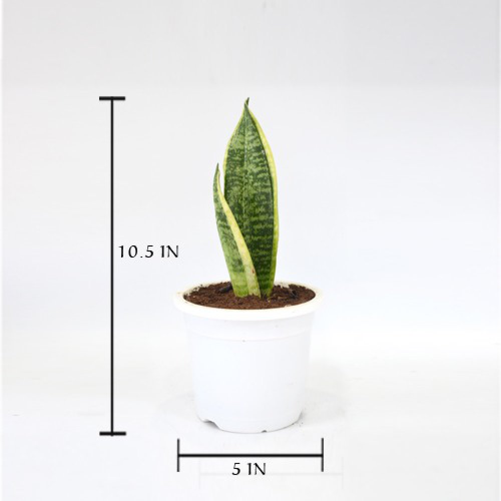 Sansevieria Green | Snake Air Purifier Plant | Indoor Plant | Snake Indoor Air Purifying Plant