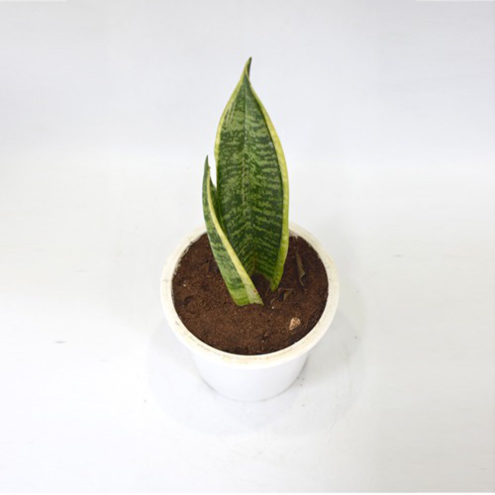 Sansevieria Green | Snake Air Purifier Plant | Indoor Plant | Snake Indoor Air Purifying Plant