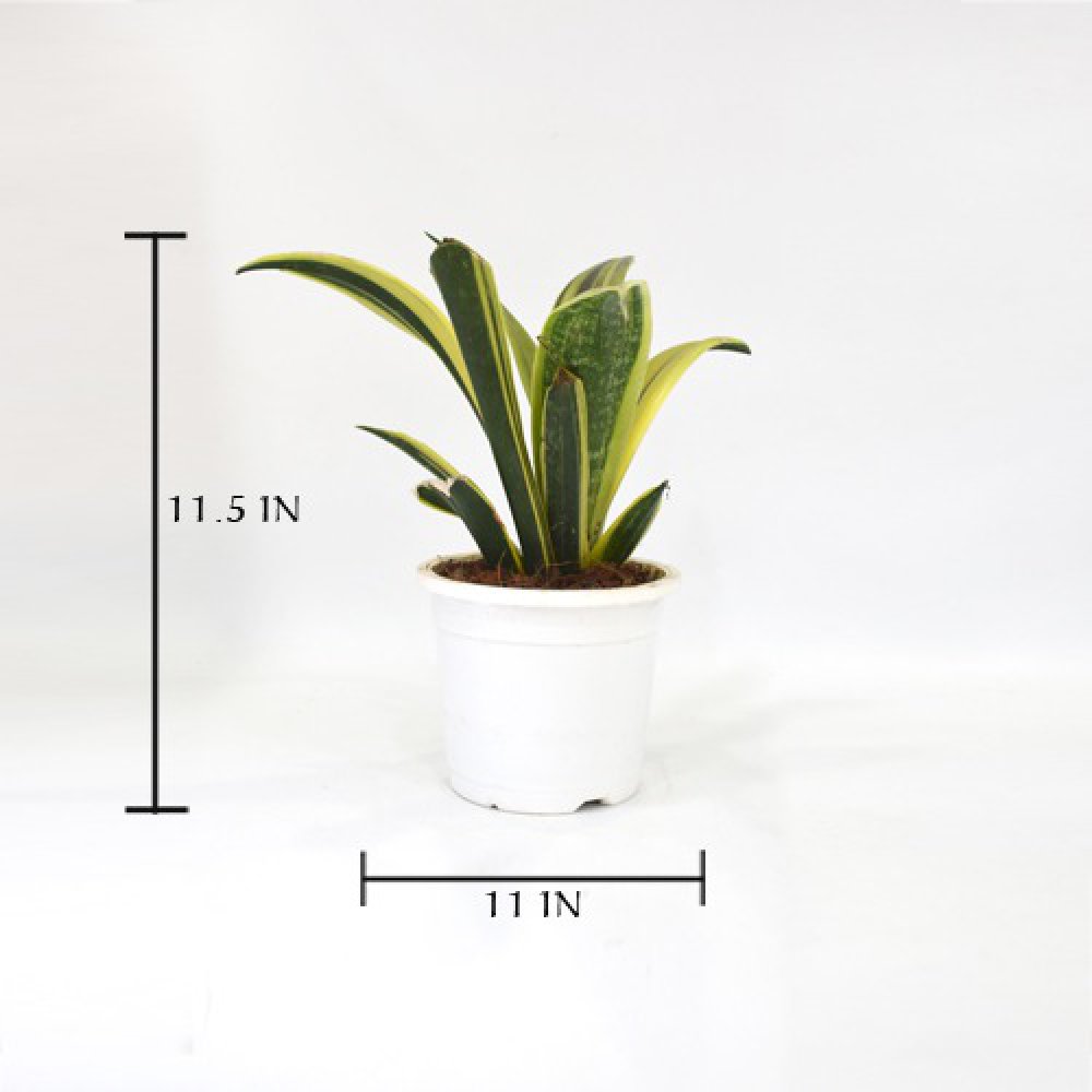 Sensveria | Snake Plant | Nurturing Green Air Purifying Live Snake Plant