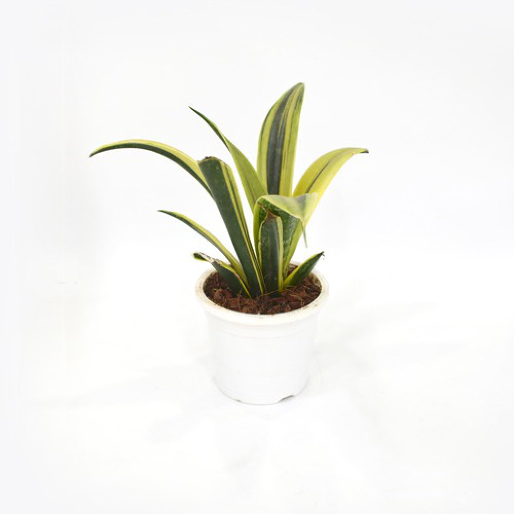 Sensveria | Snake Plant | Nurturing Green Air Purifying Live Snake Plant