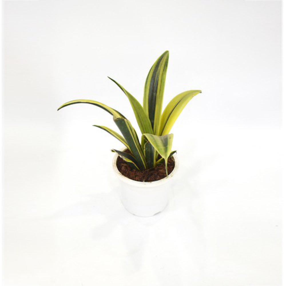 Sensveria | Snake Plant | Nurturing Green Air Purifying Live Snake Plant