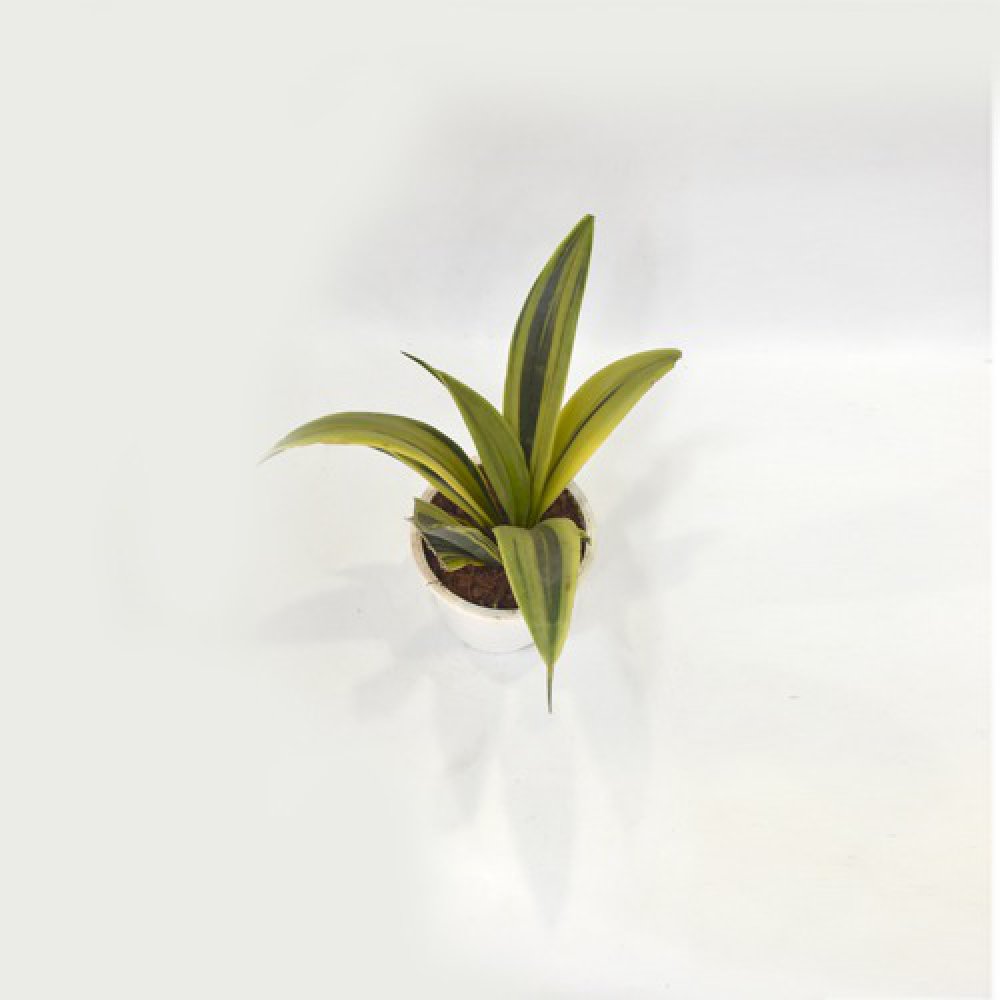 Sensveria | Snake Plant | Nurturing Green Air Purifying Live Snake Plant