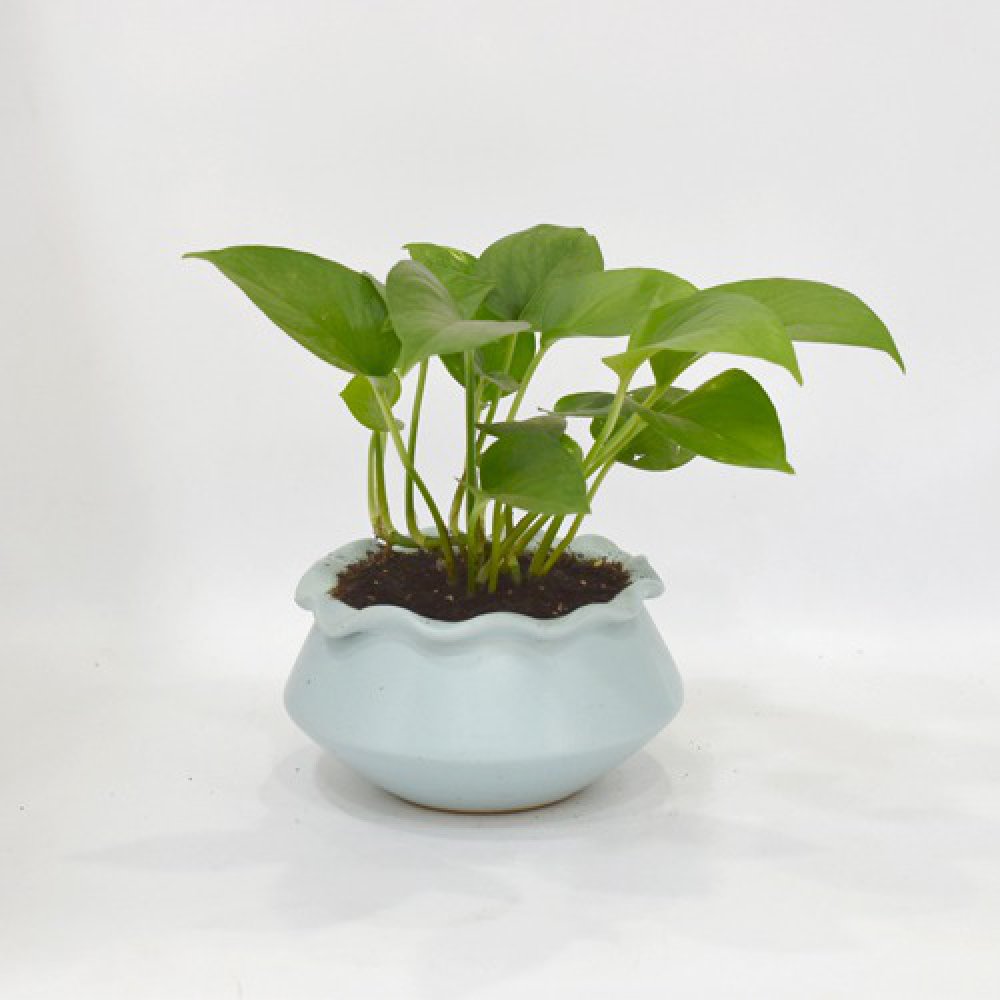 Golden Money Plant | Money Plant In Ceramic Pot | Money Plant | Indoor Plant