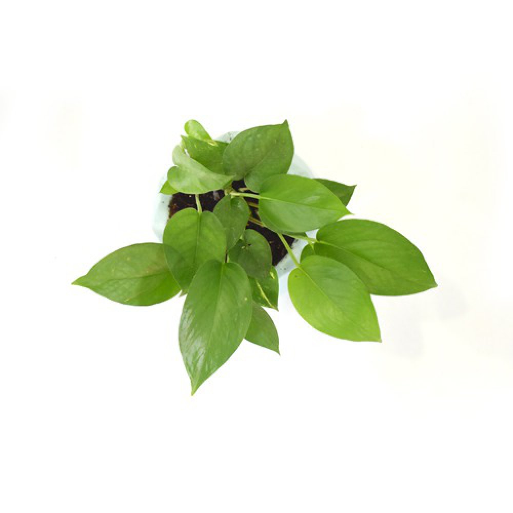 Golden Money Plant | Money Plant In Ceramic Pot | Money Plant | Indoor Plant