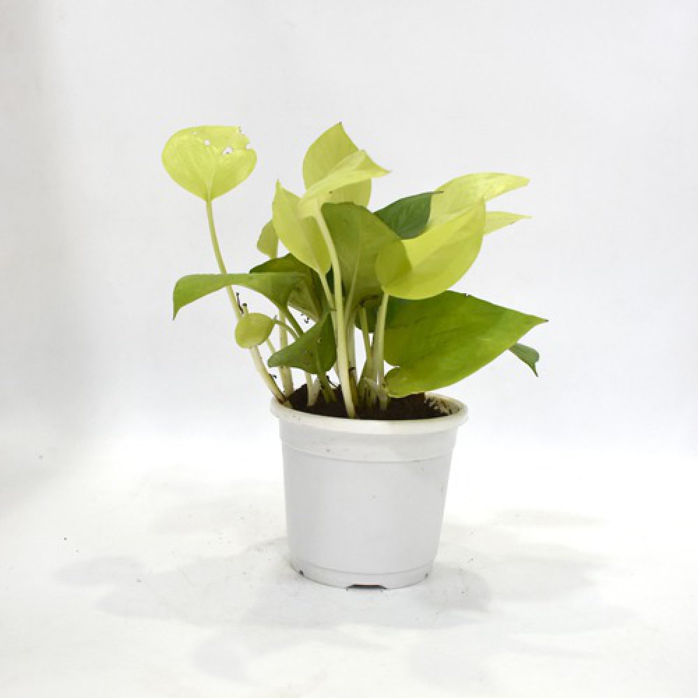 Golden Money Plant Pot | Indoor Money Plant | Money Plant