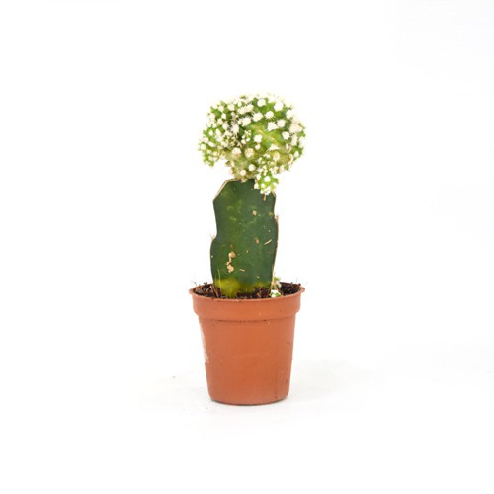 Cactus Crafted | Plants For Decor | Decor | Plants | Indoor Plants