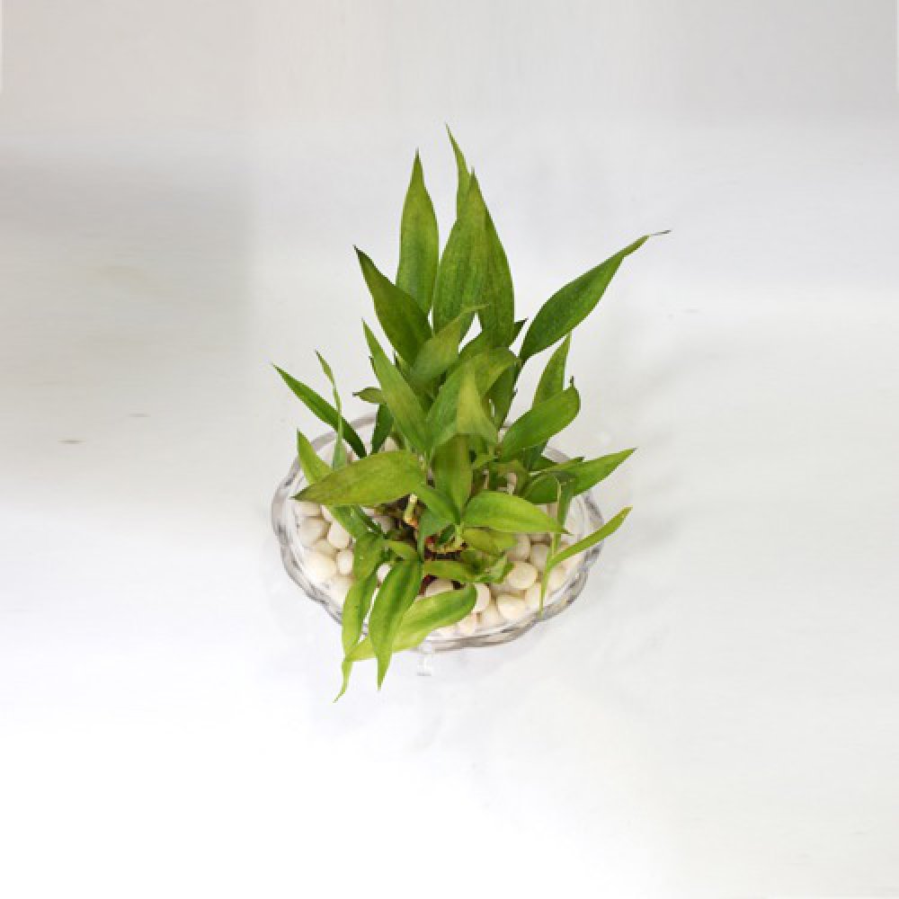 Lucky Bamboo Plant | 2 layer Lucky Bamboo Plant In Round Glass Jar/Bamboo/Indoor/Outdoor/living