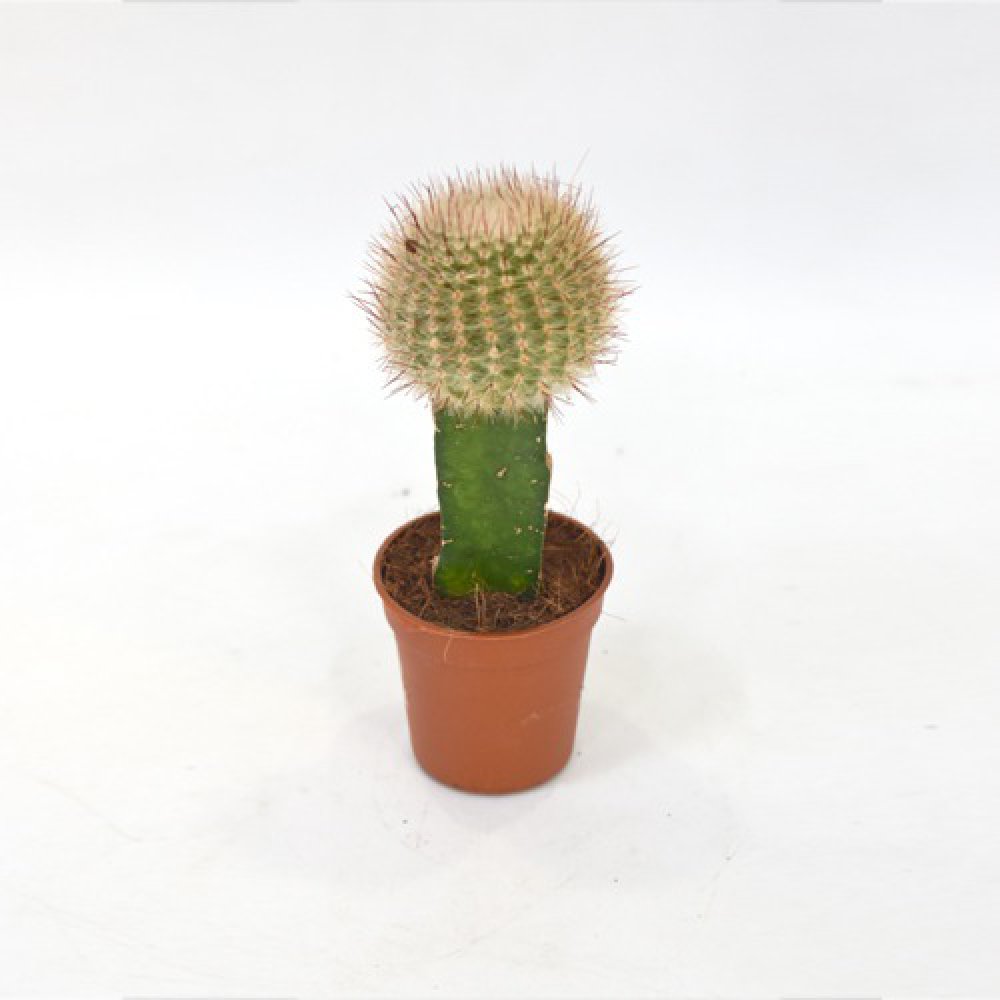 Cactus Crafted Plant | Plants For Decor | Decor | Plants | Indoor Plants