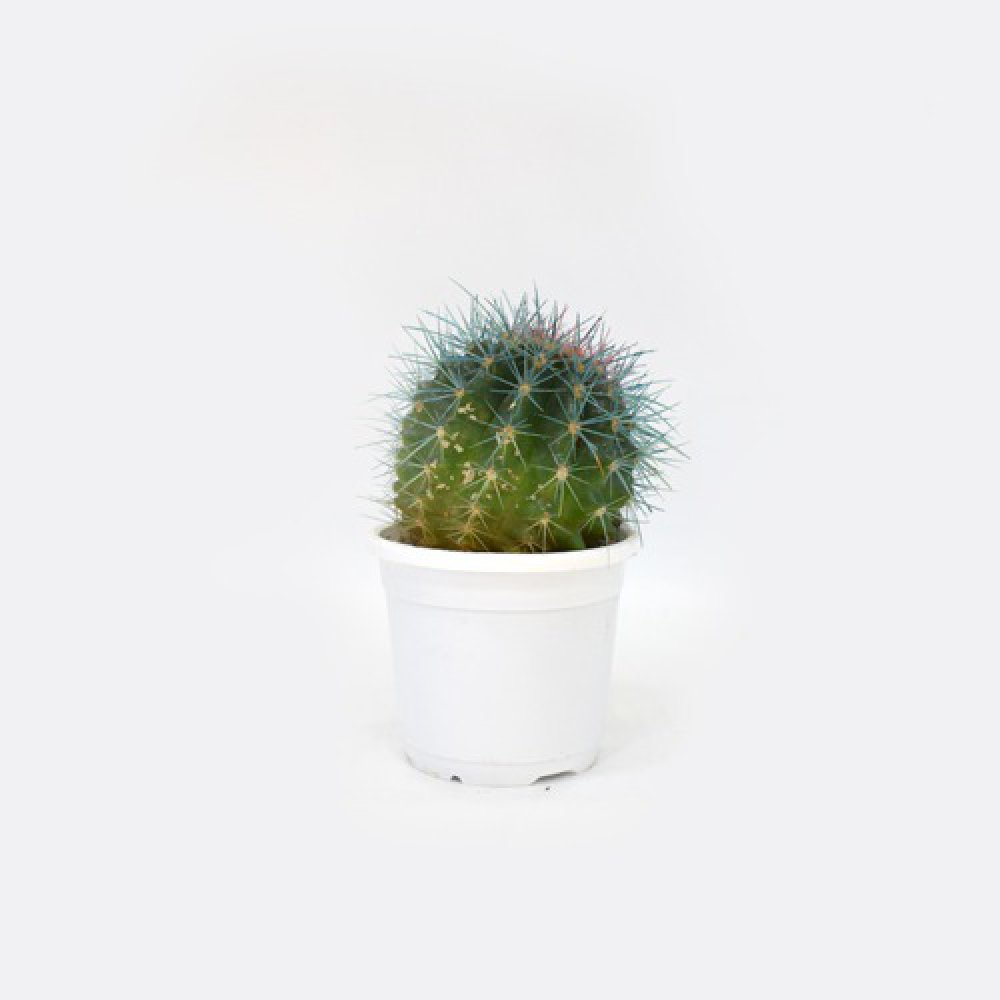 Cactus Painted Plant | Plants For Decor | Decor | Plants | Indoor Plants