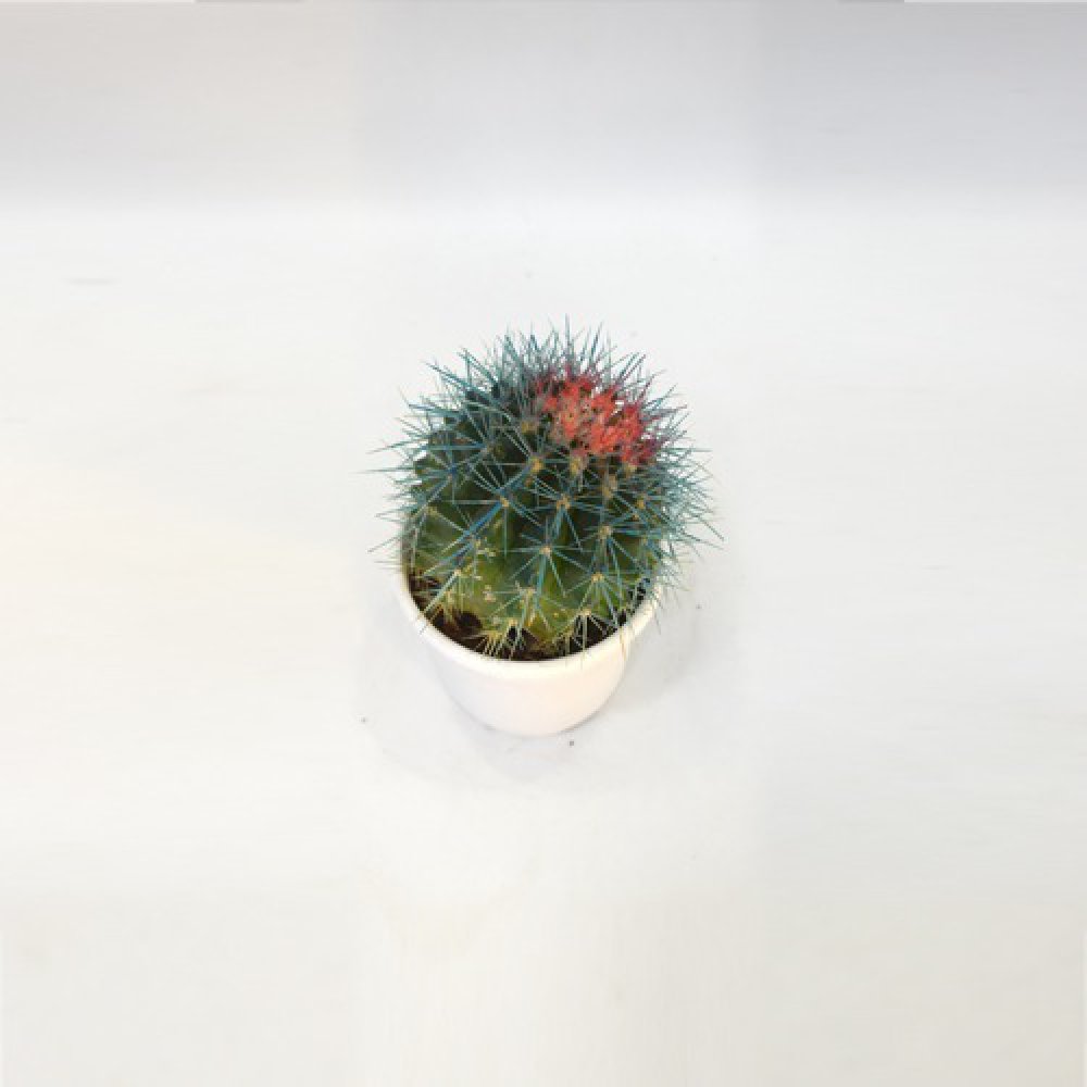 Cactus Painted Plant | Plants For Decor | Decor | Plants | Indoor Plants