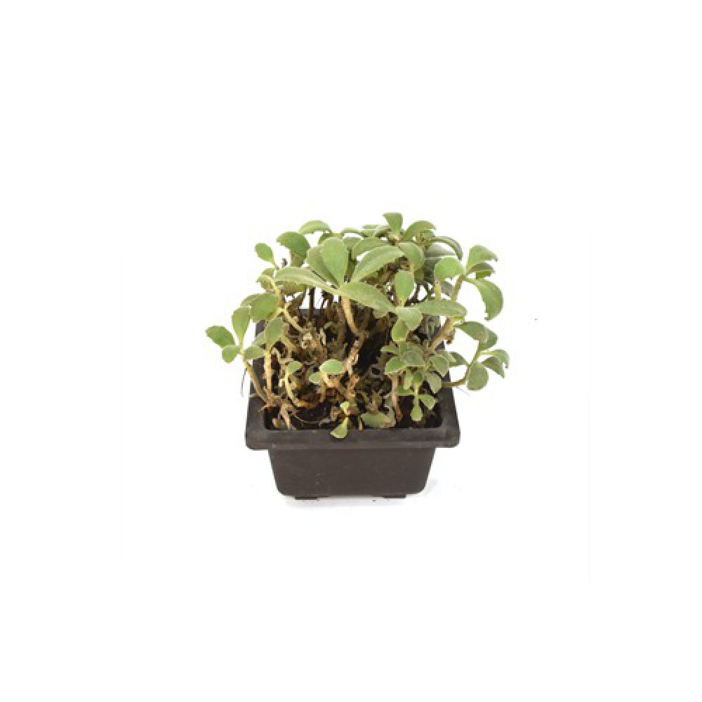 Assorted Succulent Plant | Succulent |Plants For Decor | Decor | Plants | Indoor Plants