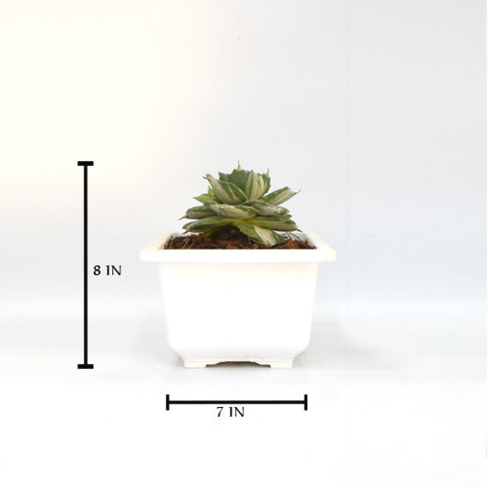 Small Succulent Plant | Plants For Decor