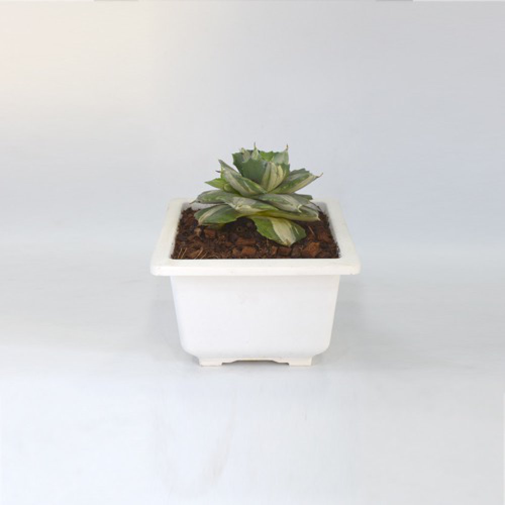 Small Succulent Plant | Plants For Decor