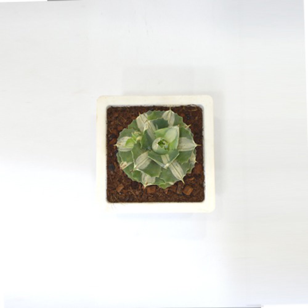 Small Succulent Plant | Plants For Decor