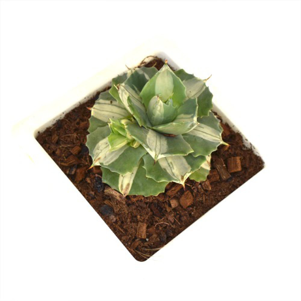 Small Succulent Plant | Plants For Decor