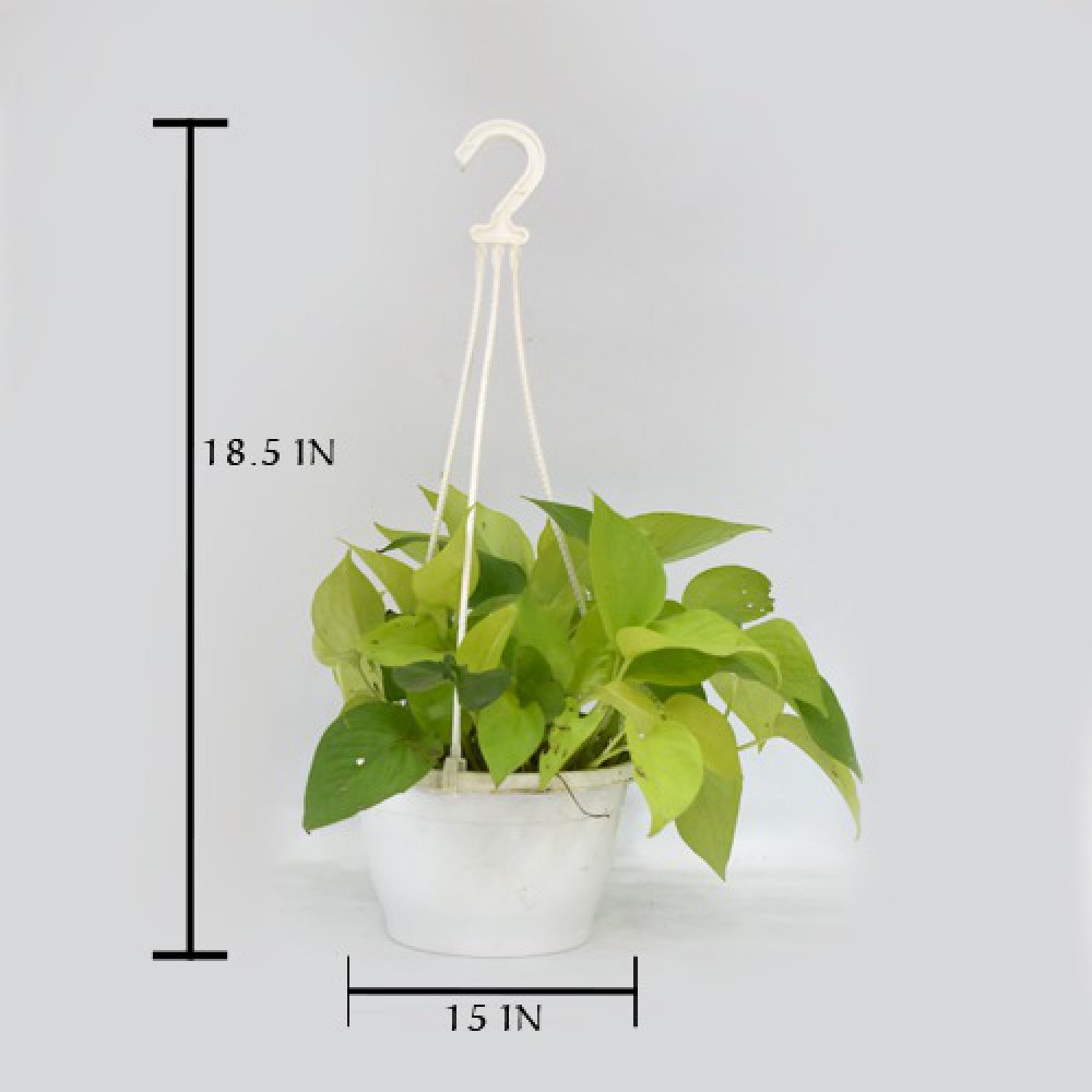 Golden Money Plant Hanging | Money Plant With Hanging Basket - Air Purifier Plant - Indoor/Outdoor Plant