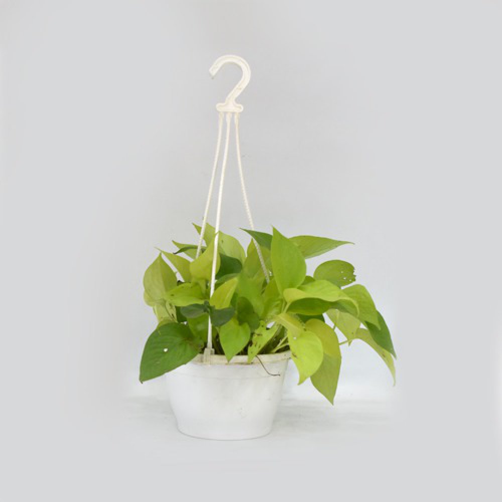 Golden Money Plant Hanging | Money Plant With Hanging Basket - Air Purifier Plant - Indoor/Outdoor Plant