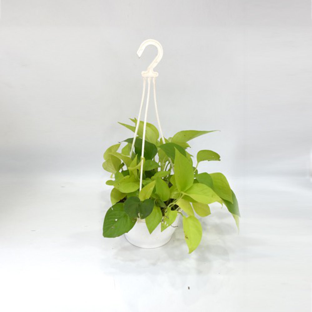 Golden Money Plant Hanging | Money Plant With Hanging Basket - Air Purifier Plant - Indoor/Outdoor Plant