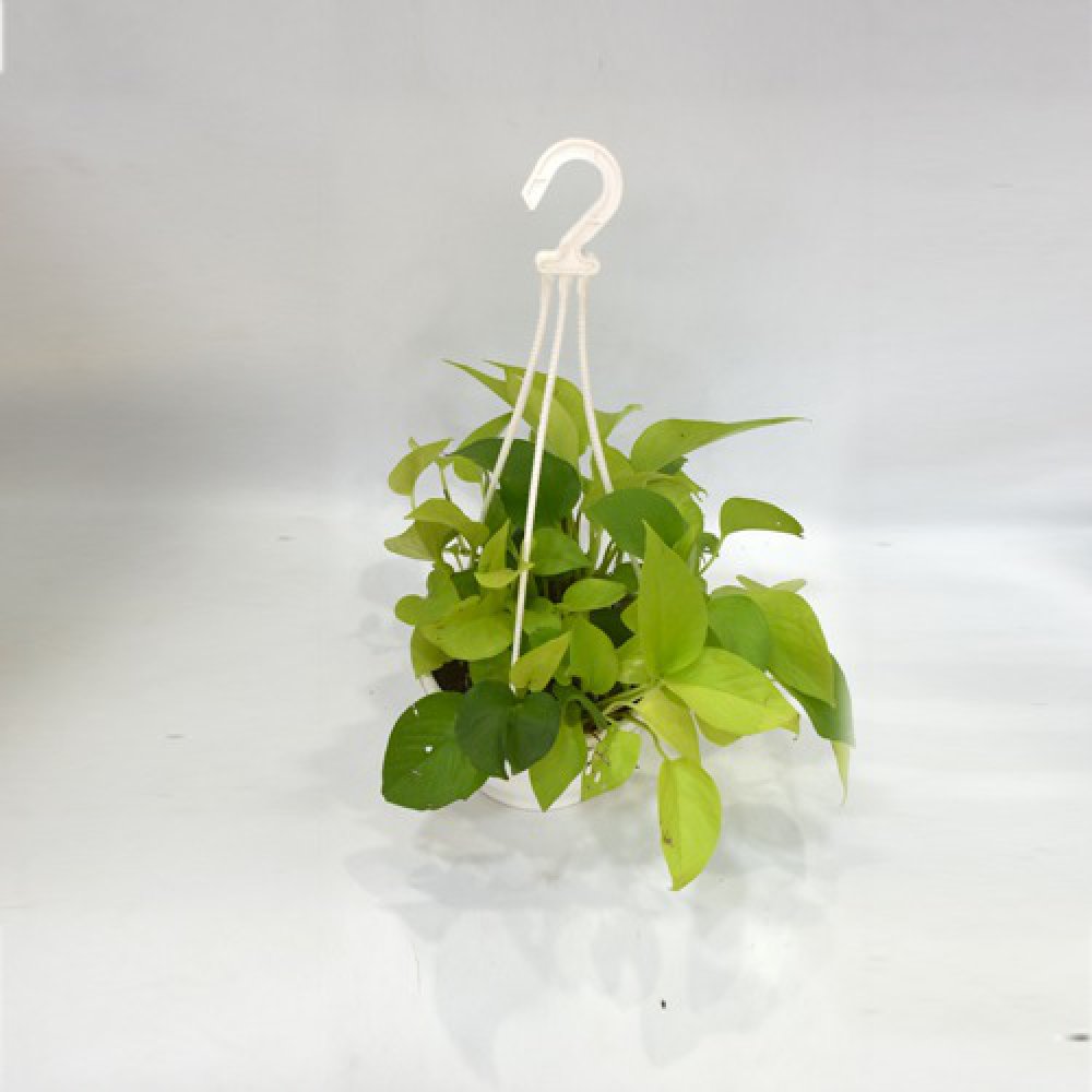 Golden Money Plant Hanging | Money Plant With Hanging Basket - Air Purifier Plant - Indoor/Outdoor Plant