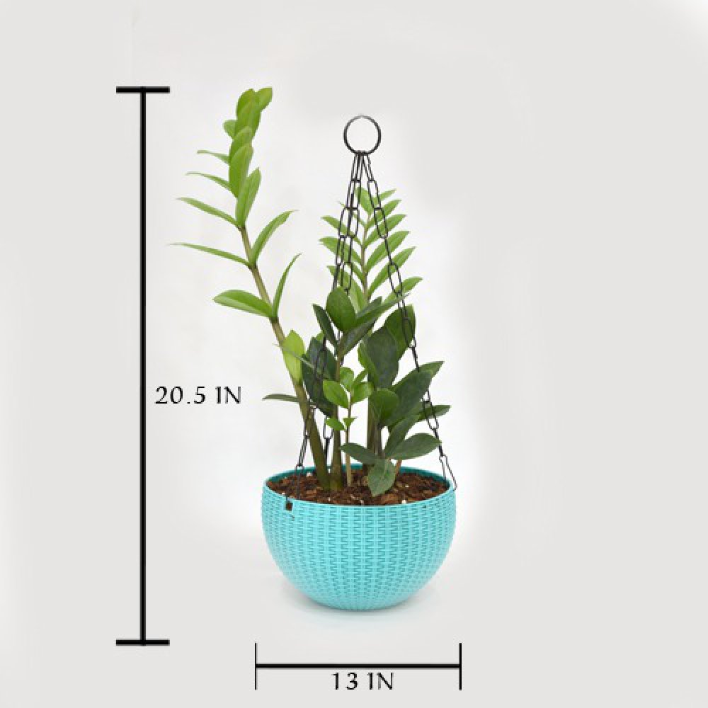 Zamia Hanging Plant | Hanging Plant Pot - Decorative Items For Home, Gift, Living Room, Bedroom, Balcony, Office