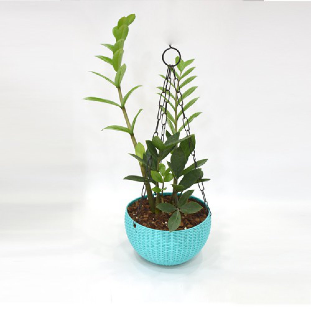 Zamia Hanging Plant | Hanging Plant Pot - Decorative Items For Home, Gift, Living Room, Bedroom, Balcony, Office