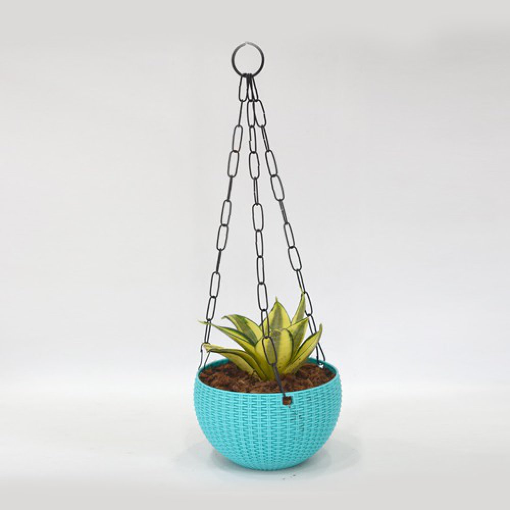 Hanging Oxygen Plant | Plant With Hanging Basket - Air Purifier Plant - Indoor/Outdoor Plant